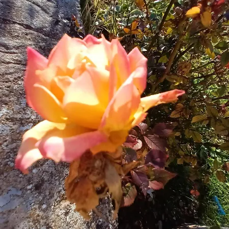 Apartman Skradin * Skradin